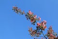 Apple tree blooming with pink flowers against blue sky