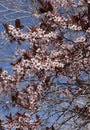 Apple treen blooming in the spring Royalty Free Stock Photo