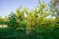 an apple tree blooming in spring with green leaves and densely covered with white