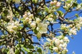 Apple tree blooming in spring, Karjaa, Raseborg, Finland Royalty Free Stock Photo