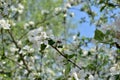 Apple tree blooming with white flowers and a bee. Royalty Free Stock Photo