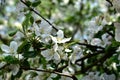 An apple tree blooming with white flowers and a flying bee. Royalty Free Stock Photo