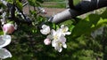 Apple tree blooms in spring