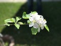 White flowers