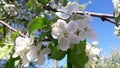 When the apple tree blooms