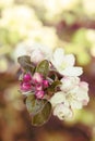 Apple tree blossom Royalty Free Stock Photo