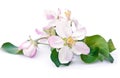 Apple tree blossom Royalty Free Stock Photo