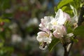 Apple tree blossom