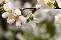 Apple tree blossom Royalty Free Stock Photo