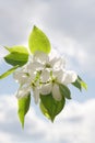 Apple-tree Blossom