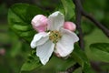 Apple Tree Blossom