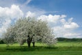 Apple tree blossom Royalty Free Stock Photo