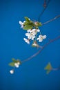 Apple tree blossom Royalty Free Stock Photo