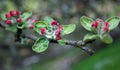 Apple-tree blossom Royalty Free Stock Photo