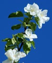 Apple Tree Blossom against Blue Sky