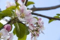 Apple tree blossom