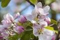 Apple tree blossom