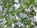 Apple tree Blossom Royalty Free Stock Photo