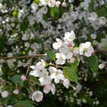 Apple tree blossom. Branche with white flowers