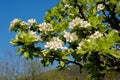 Apple tree blossom close up
