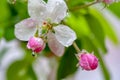 Apple tree blossom. Touch of spring