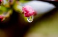 Apple tree blossom close up view with rain drops Royalty Free Stock Photo