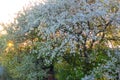 An apple tree in blossom early in the morning against the backdrop of the rising sun, a good spring background, a huge flowering