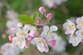 Apple tree blossom in early morning detail in dorset orchard england