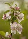 Apple tree Blossom #3