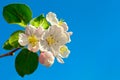 Apple tree blossom Royalty Free Stock Photo