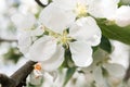 Apple tree blossom flower closeup. Royalty Free Stock Photo