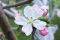 Apple tree blossom flower closeup. Bloom, springtime. Nature