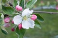 Apple tree blossom flower closeup. Bloom, springtime. Nature
