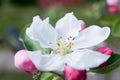 Apple tree blossom flower closeup. Bloom, springtime. Petals Royalty Free Stock Photo