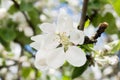 Apple tree blossom flower closeup. Bloom, springtime. Petals