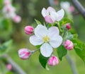 Apple tree blossom flower closeup Royalty Free Stock Photo
