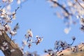 Apple tree blossom flowers on branch at spring. Beautiful blooming flowers isolated with blurred background Royalty Free Stock Photo