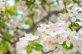 Apple tree blossom flowers on branch at spring. Beautiful blooming flowers isolated with blurred background Royalty Free Stock Photo