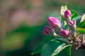 Apple tree blossom flowers on green background