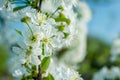 Apple tree blossom flowers on green background