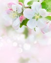 Apple tree blossom Royalty Free Stock Photo