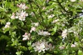 Apple Tree Blossom