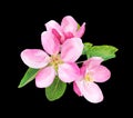 Apple tree blossom green leaves isolated black background Royalty Free Stock Photo