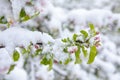 Apple Tree  Blossom ia covered with fluffy snow.Spring  background. Royalty Free Stock Photo