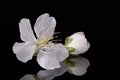 Apple tree blossom isolated on black background, close up. White delicate spring flowers Royalty Free Stock Photo