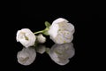 Apple tree blossom isolated on black background, close up. White delicate spring flowers Royalty Free Stock Photo