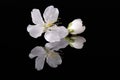 Apple tree blossom isolated on black background, close up. White delicate spring flowers Royalty Free Stock Photo