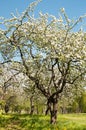 Apple tree blossom in park. Spring Royalty Free Stock Photo