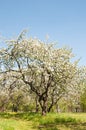 Apple tree blossom in park. Spring Royalty Free Stock Photo