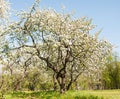 Apple tree blossom in park. Spring Royalty Free Stock Photo